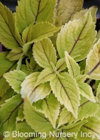 Coleus (Solenostemon) 'The Line'